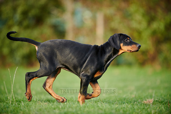 Doberman puppy
