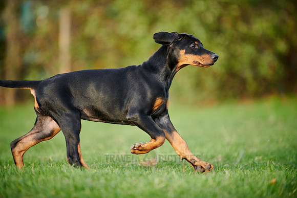 Doberman puppy