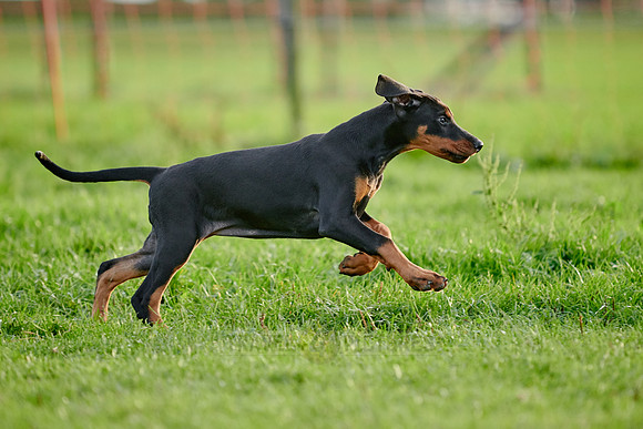 Doberman puppy