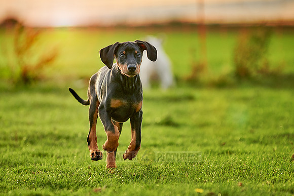 Doberman puppy