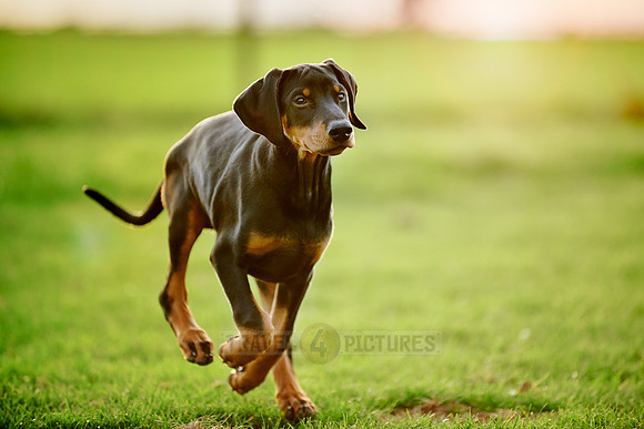 Doberman puppy