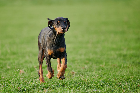 Doberman puppy