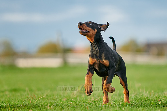 Doberman puppy