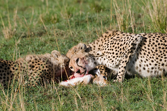 cheetah mother with cubs feeding on kill