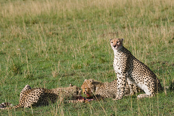 cheetah mother with cubs feeding on kill