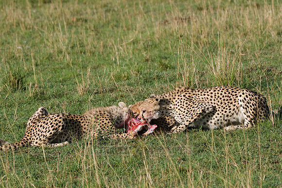 cheetah mother with cubs feeding on kill
