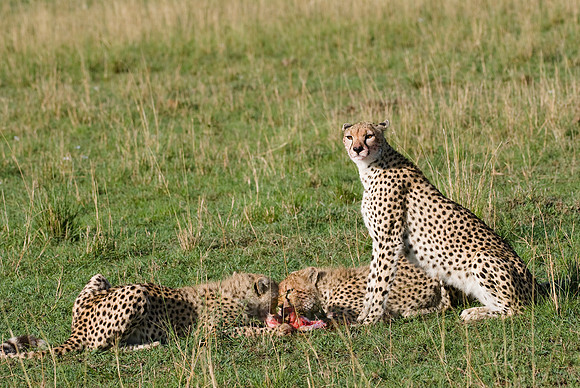 cheetah mother with cubs feeding on kill