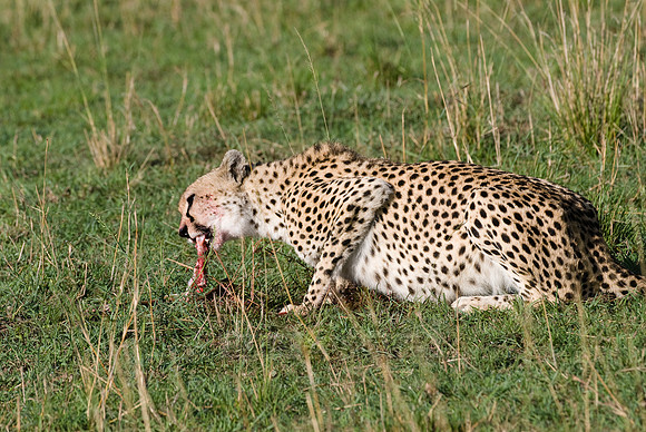 cheetah feeding on kill