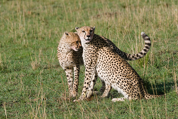 cheetah with cub
