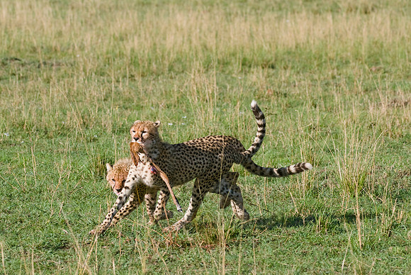 cheetah cubs playing with kill