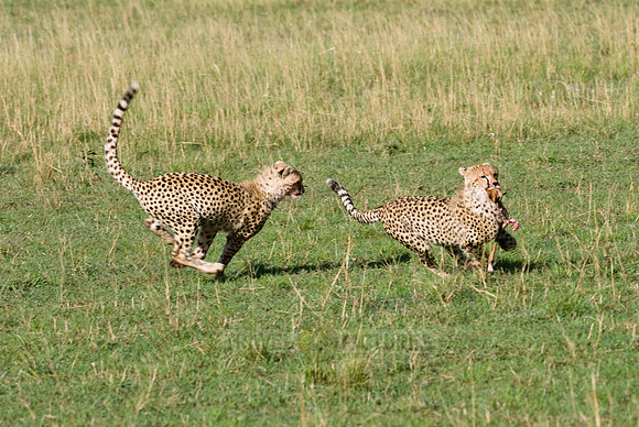cheetah cubs playing with kill