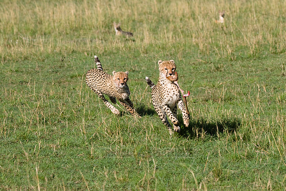 cheetah cubs playing with kill