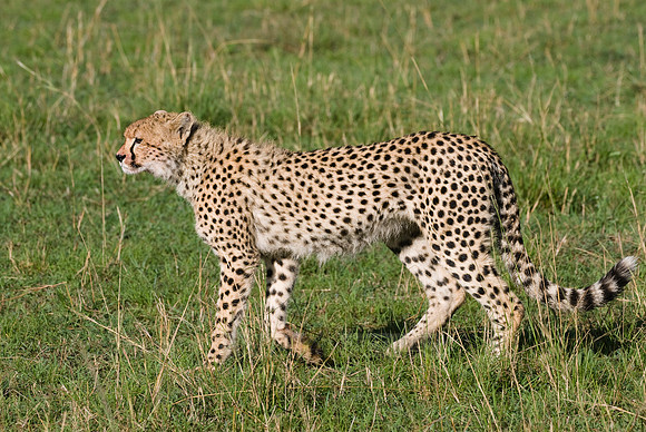 cheetah