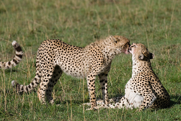 cheetah with cub