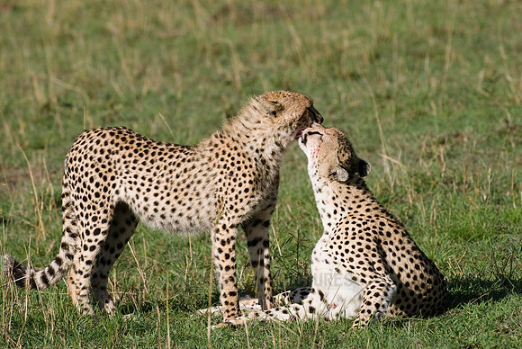 cheetah with cub