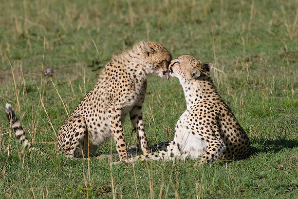 cheetah with cub