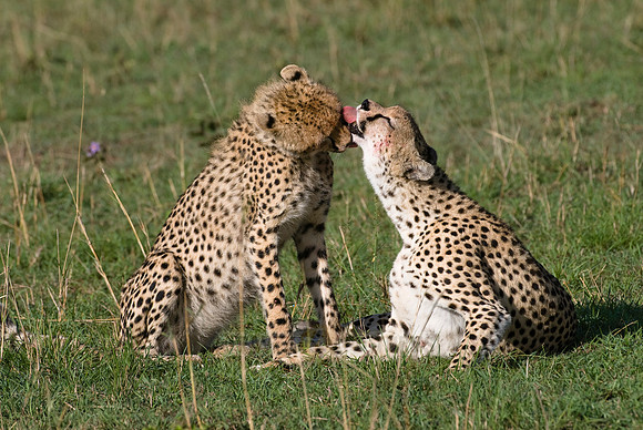 cheetah with cub