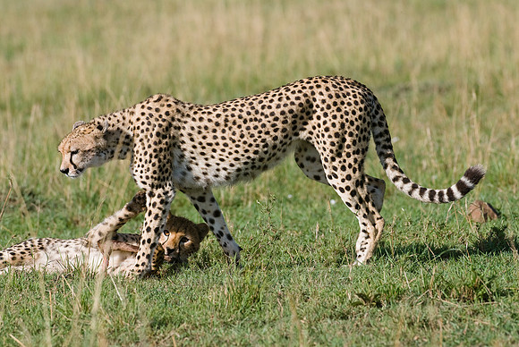 cheetah with cub