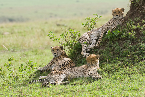 relaxed cheetahs