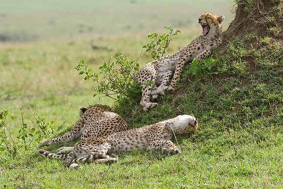 relaxed cheetahs