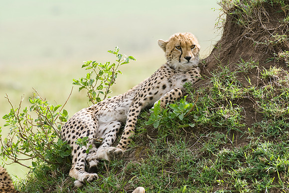 relaxed cheetahs