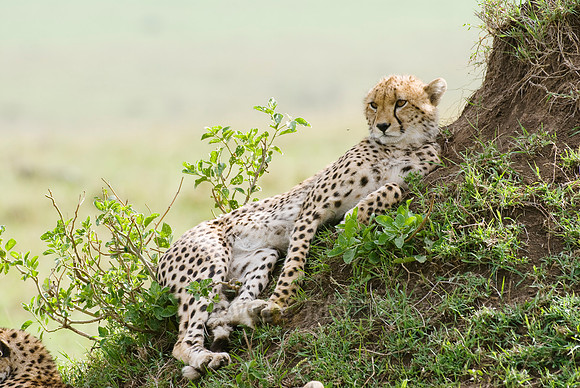 relaxed cheetahs