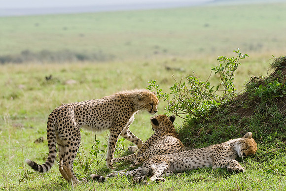 relaxed cheetahs