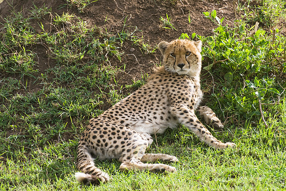 relaxed cheetahs