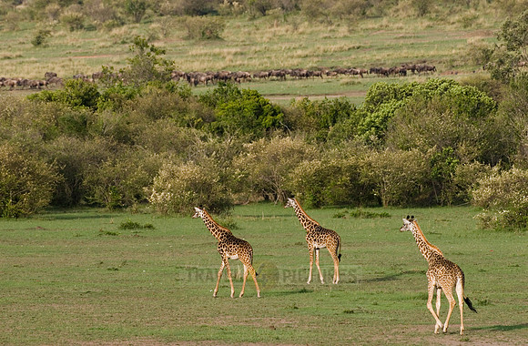 Massai giraffes, Giraffa camelopardalis