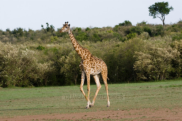 Massai giraffes, Giraffa camelopardalis