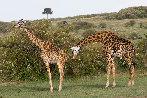 Massai giraffes, Giraffa camelopardalis