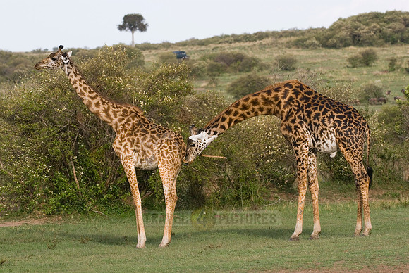 Massai giraffes, Giraffa camelopardalis