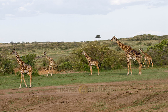 Massai giraffes, Giraffa camelopardalis