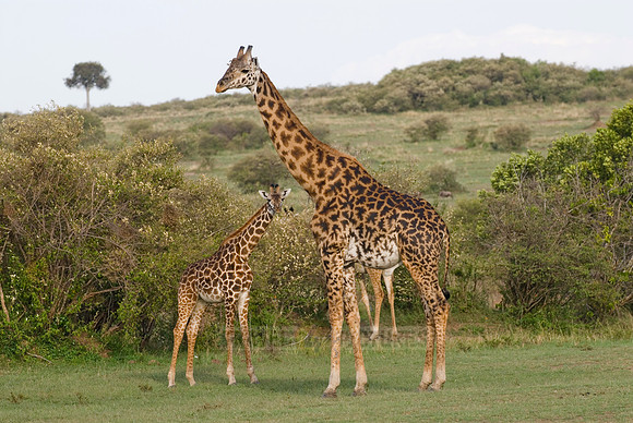 Massai giraffes, Giraffa camelopardalis