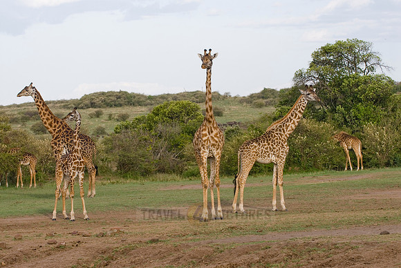 Massai giraffes, Giraffa camelopardalis