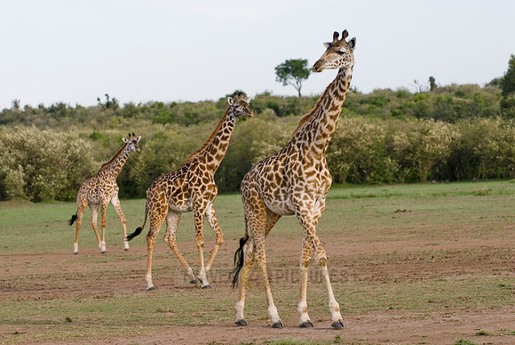 Massai giraffes, Giraffa camelopardalis