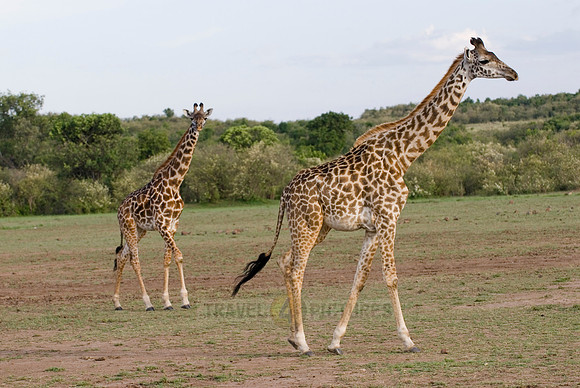 Massai giraffes, Giraffa camelopardalis