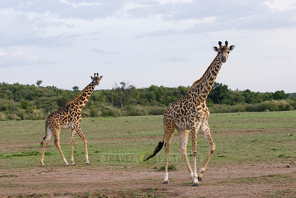 Massai giraffes, Giraffa camelopardalis