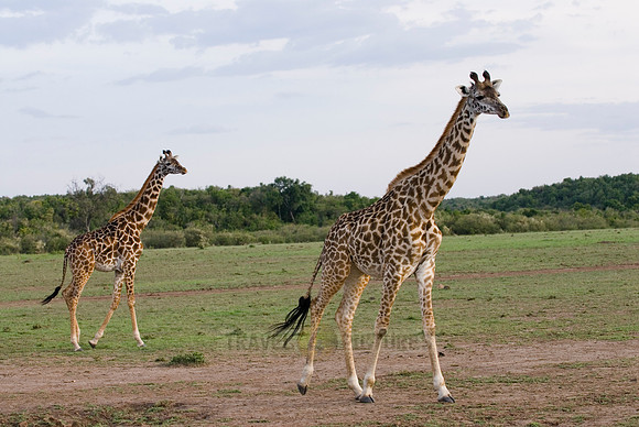 Massai giraffes, Giraffa camelopardalis