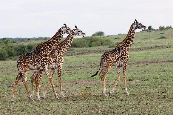 Massai giraffes, Giraffa camelopardalis