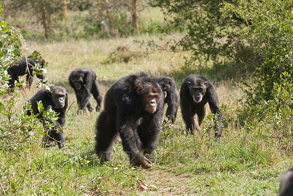 Group of Common Chimpanzees, Pan troglodytes