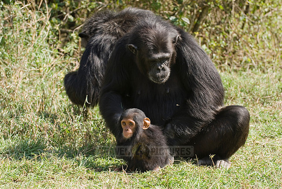 Newborn Common Chimpanzee