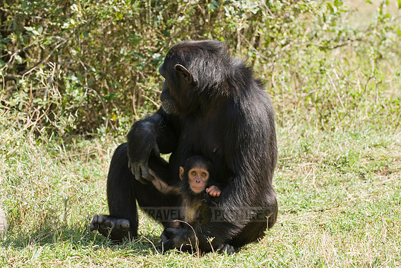 Newborn Common Chimpanzee