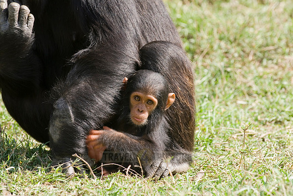Newborn Common Chimpanzee