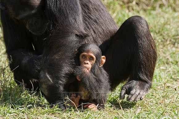 Newborn Common Chimpanzee