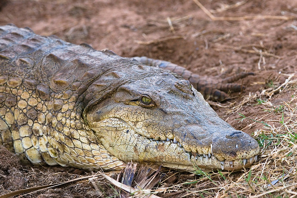 Nile crocodile, Crocodylus niloticus