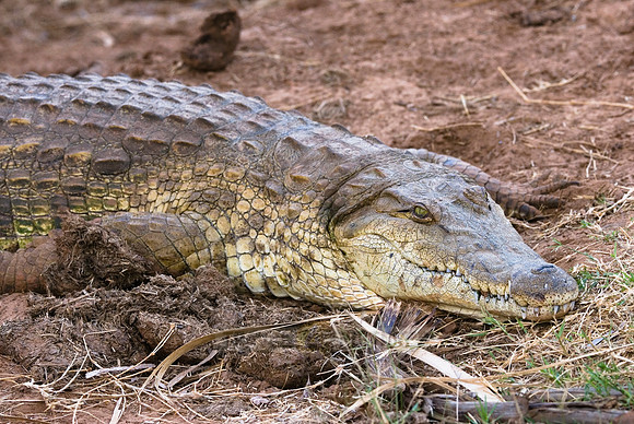 Nile crocodile, Crocodylus niloticus