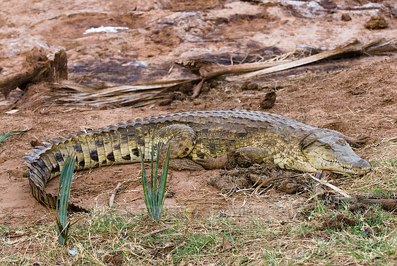 Nile crocodile, Crocodylus niloticus