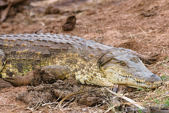 Nile crocodile, Crocodylus niloticus