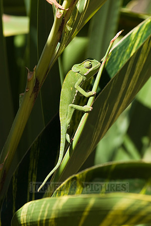 Flap-necked Chameleon